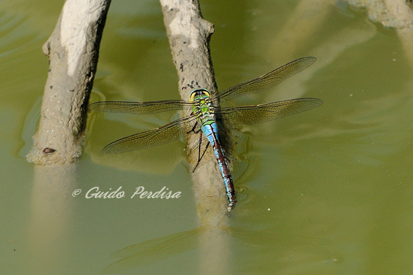 Anax imperator o parthenope ??